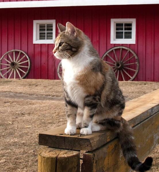 Learn about working barn cats
