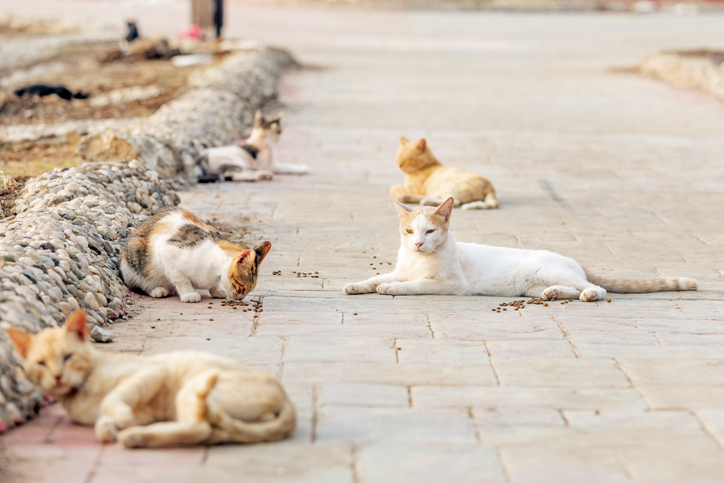 Colony Feral Cats